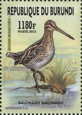 Common Snipe (Gallinago gallinago)