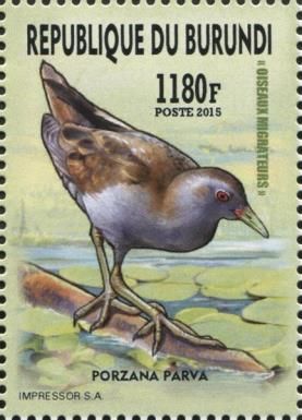Little Crake (Porzana parva)