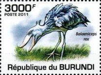 Shoebill (Balaeniceps rex)