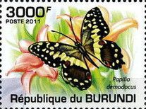 Citrus Swallowtail (Papilio demodocus)