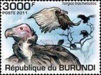 Lappet-faced Vulture (Torgos tracheliotus)