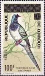 Namaqua Dove (Oena capensis)