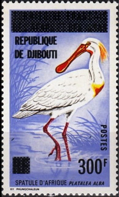 African Spoonbill (Platalea alba)