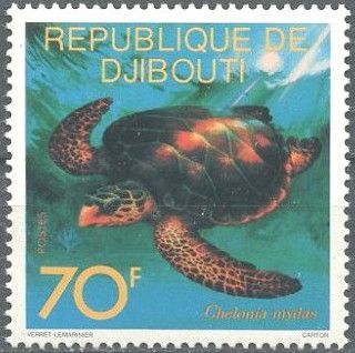 Green Sea Turtle (Chelonia mydas)