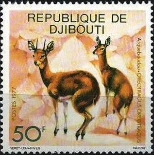 Klipspringer (Oreotragus oreotragus)