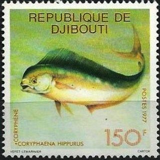 Common Dolphinfish (Coryphaena hippurus)