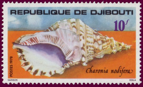 Knobby Triton (Charonia nodifera)