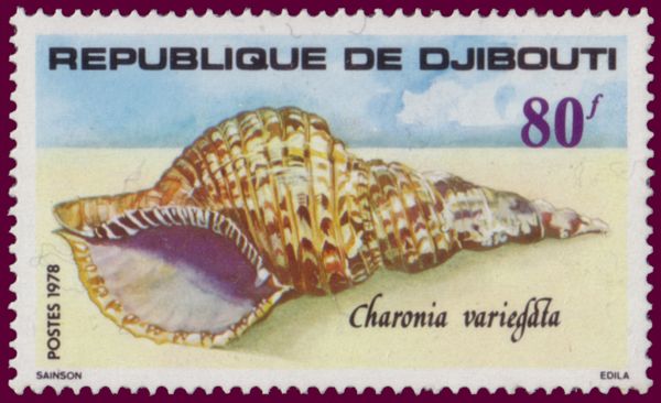 Atlantic Triton (Charonia variegata)