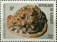 Red Helmet Shell (Cypraecassis rufa)