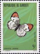 Crimson Tip (Colotis danae)