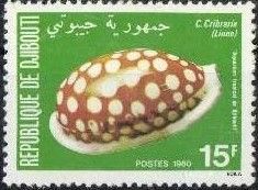 Sieve/Tan and White Cowry (Cribraria cribraria)