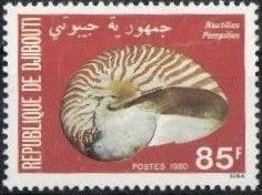 Chambered Nautilus (Nautilius pompilius)