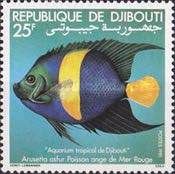Arabian Angelfish (Arusetta asfur)