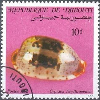 Red Sea Cowry (Cypraea erythraeensis)