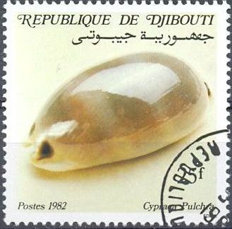Lovely Cowry (Cypraea Pulchra)