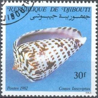 Engraved Cone (Conus inscriptus)