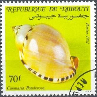 Heavy Bonnet (Casmaria ponderosa)
