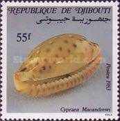 MacAndrew's Cowry (Cypraea macandrewi)
