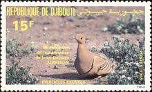 Chestnut-bellied Sandgrouse (Pterocles exustus)