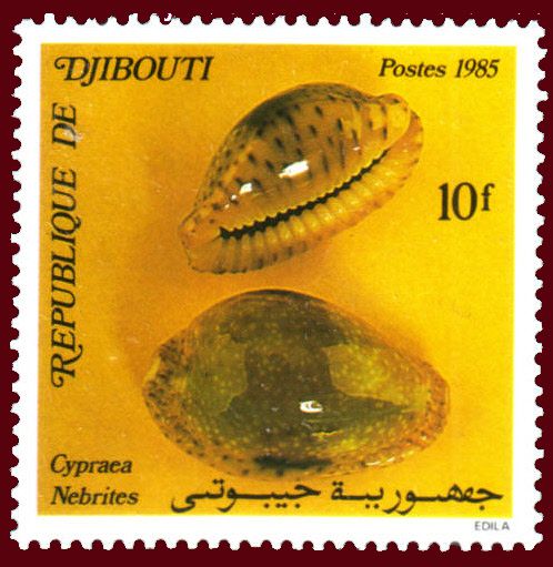 False Margined Cowry (Cypraea nebrites)