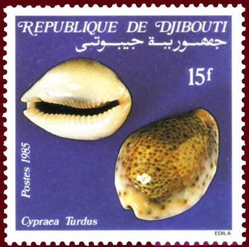 Thrush Cowry (Cypraea turdus)