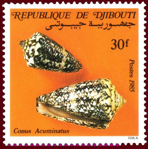 Vice Admiral Cone (Conus acuminatus)