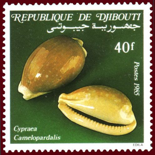 Camel Cowry (Cypraea camelopardalis)