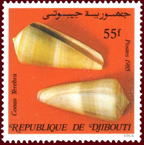Terebra Cone (Conus terebra)