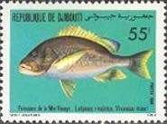 Blubberlip Snapper (Lutjanus rivulatus)