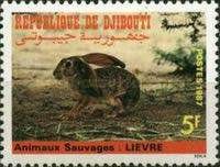 Abyssinian Hare (Lepus habessinicus)