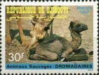 Dromedary (Camelus dromedarius)