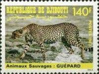 Cheetah (Acinonyx jubatus)