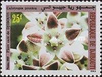 Calotropis procera