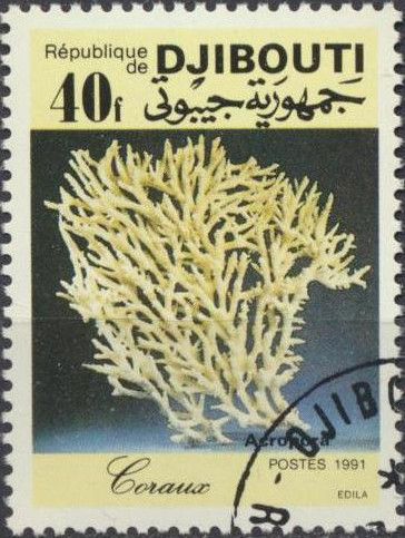 Coral (Acropora sp.)
