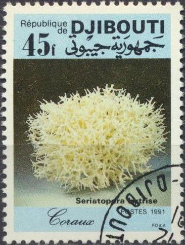 Coral (Seriatopora hytrise)