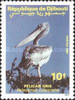 Pink-backed Pelican (Pelecanus rufescens)
