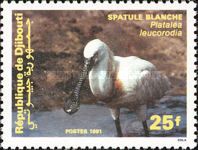 Eurasian Spoonbill (Platalea leucorodia)