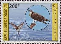 Osprey (Pandion haliaetus)