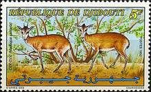 Salt's Dik-Dik (Madoqua saltiana)