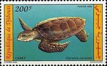Loggerhead Turtle (Caretta caretta)