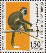 Grivet (Cercopithecus aethiops)