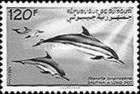 Spinner Dolphin (Stenella longirostris)