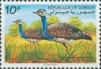 White-bellied Bustard (Eupodotis senegalensis)