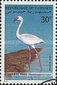 Greater Flamingo (Phoenicopterus ruber)