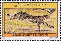 Cheetah (Acinonyx jubatus)
