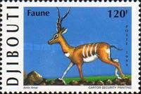 Gemsbok (Oryx gazella)