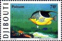 Saddle Butterflyfish (Chaetodon ephippium)
