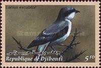 Great Grey Shrike (Lanius excubitor)
