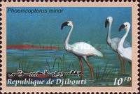 Lesser Flamingo (Phoenicopterus minor)