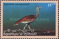 "Eupodotis senegalensis" (see Description)